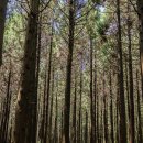 사려니숲길주차장 이미지