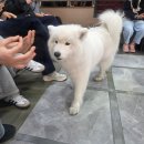 삼가-19 | 홍대 사모예드 카페 겨울이머무는집 가격 후기｜강아지카페 솔직 리뷰