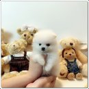 광주강아지분양 애견분양 마마스미독 광주점 이미지