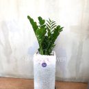 사파동420 이미지