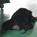 마냐나코리아 이미지