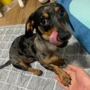 언니랑개 이미지