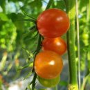 하나리농장 이미지