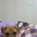 꼬맹이