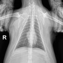 이개내고양이 이미지