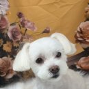 츄블리 펫 살롱 이미지