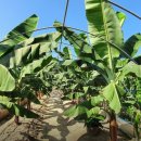 원주농장 이미지