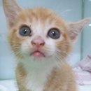 학익동물병원 이미지