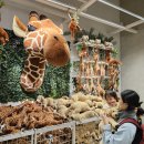 아기기린의옷장 | 용인 이케아, 용인 골든튤립에버호텔(온돌방), 에버랜드 워킹사파리🦒, 튤립축제🌷, 아마존익스프레스후기.