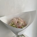 팔레드라팡