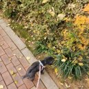 연화축산 | 유니포스 포우케어크림 반려견 발바닥 보습과 피부진정 한번에!