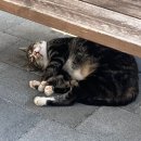 탈스테이 이미지