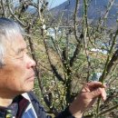 매실향기 이미지