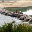 진천관상어 이미지