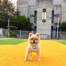 주식회사 롤러스피드 | 내돈내산 강아지, 고양이 진공미용기기 추천 :펫츠놀로지 S1 PRO 후기