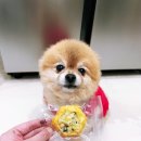 디저트의 들 디드루 이미지