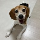 선셋커피 - 중구 용유서로 161 | <인천> 영종도 유기견 카페 선셋커피 방문 후기 🐶 산책봉사활동