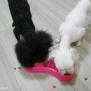 멍이랑몽이 미용 이미지