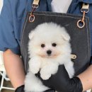 스토아마트 | 광주말티폼분양 말티즈 포메라니안