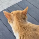 태안별장 | 태안 카페 시너리 - 산속 별장같은 태안시내 대형카페 (고양이 있음)