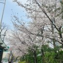 압구정 후랜드 김밥 :: 전참시 이청아김밥, 여배우김밥으로도 유명한 후랜드김밥, 유부초밥 포장 해...