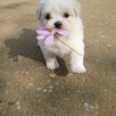 누 이미지