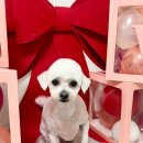 이쁘개귀엽개 이미지