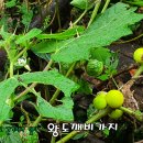 왕성목장 이미지