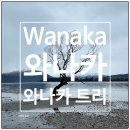 [뉴질랜드여행] Wanaka 와나카 퀸스타운에서 인터시티 버스로 당일치기 여행