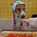 으르렁대 이미지