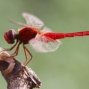 고추잠자리 이미지