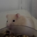 우진펫 이미지