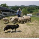 상기한우농장 이미지