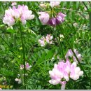 [11월 15일 탄생화] 황금싸리(Crown Vetch) : 겸손 이미지