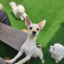 도그도그펫 이미지