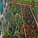 도시농부의 자원순환 텃밭농사 | “봄이 자란다, 텃밭 86회차 – 상추 수확과 컬리케일의 힘찬 성장기”