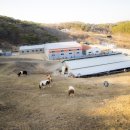 삼밭골목장 이미지