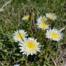 흰민들레농장 이미지