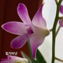 카틀레아 Daum카페