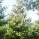 김삿갓면-5 이미지