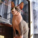 목욕하는고양이 이미지