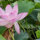 공동정호 이미지