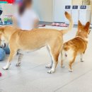 뛰뛰하개 | [멍크닉] 화성 새솔동 새로 생긴 애견카페/ 안산 수원 시흥 근교 강아지 카페