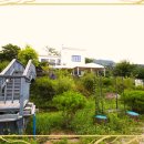 강남강아지 이미지