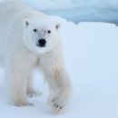 Beauty in Dog's 이미지