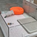 강아지분양 더펫 이미지