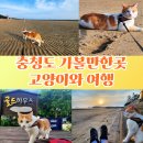 창리해상낚시터 | 충청도 가볼만한곳 1박2일 고양이와 여행 일기