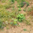 임가농장 이미지