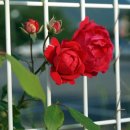 강사랑펜션 이미지