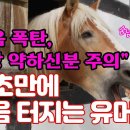 "웃음폭탄 심장 약하시 분 주의" 10초만에 웃음 터지는 유머 이미지